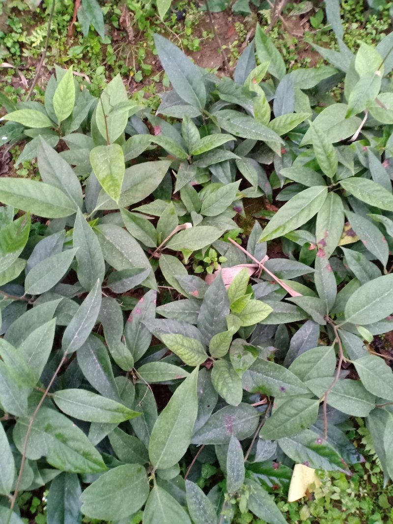 黑老虎