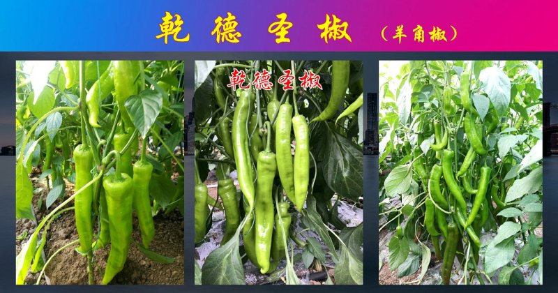 羊角椒种子乾德圣椒易座果口味香辣，耐寒好果皮黄绿色