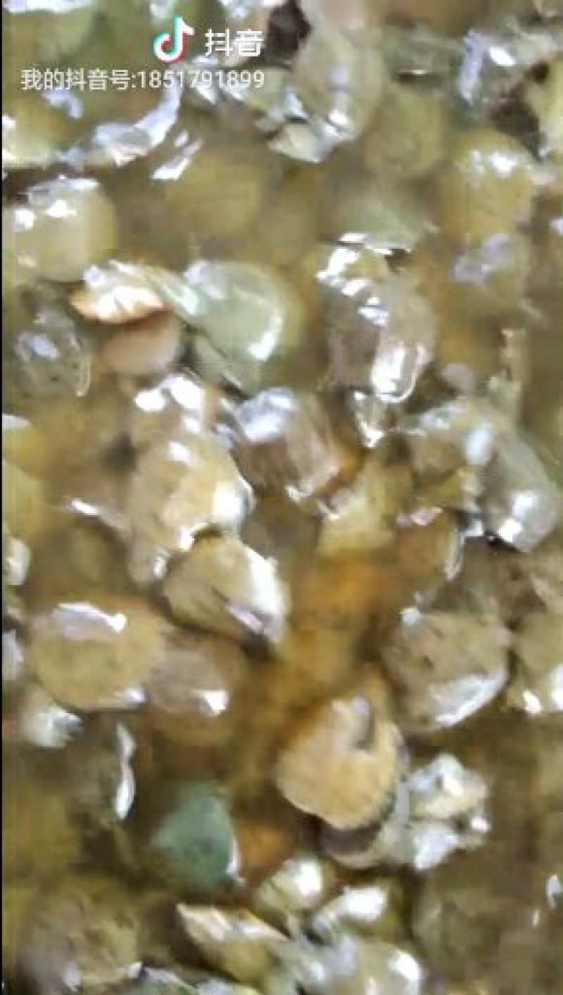 中华甲鱼苗