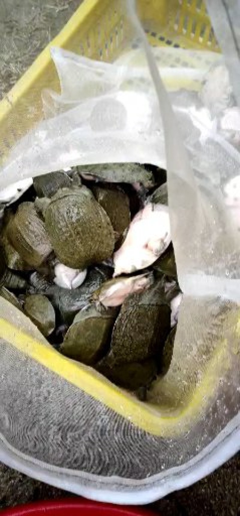 中华甲鱼苗