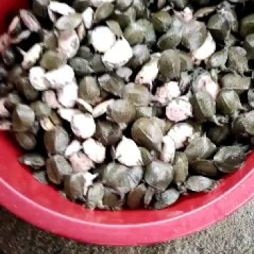 中华甲鱼苗