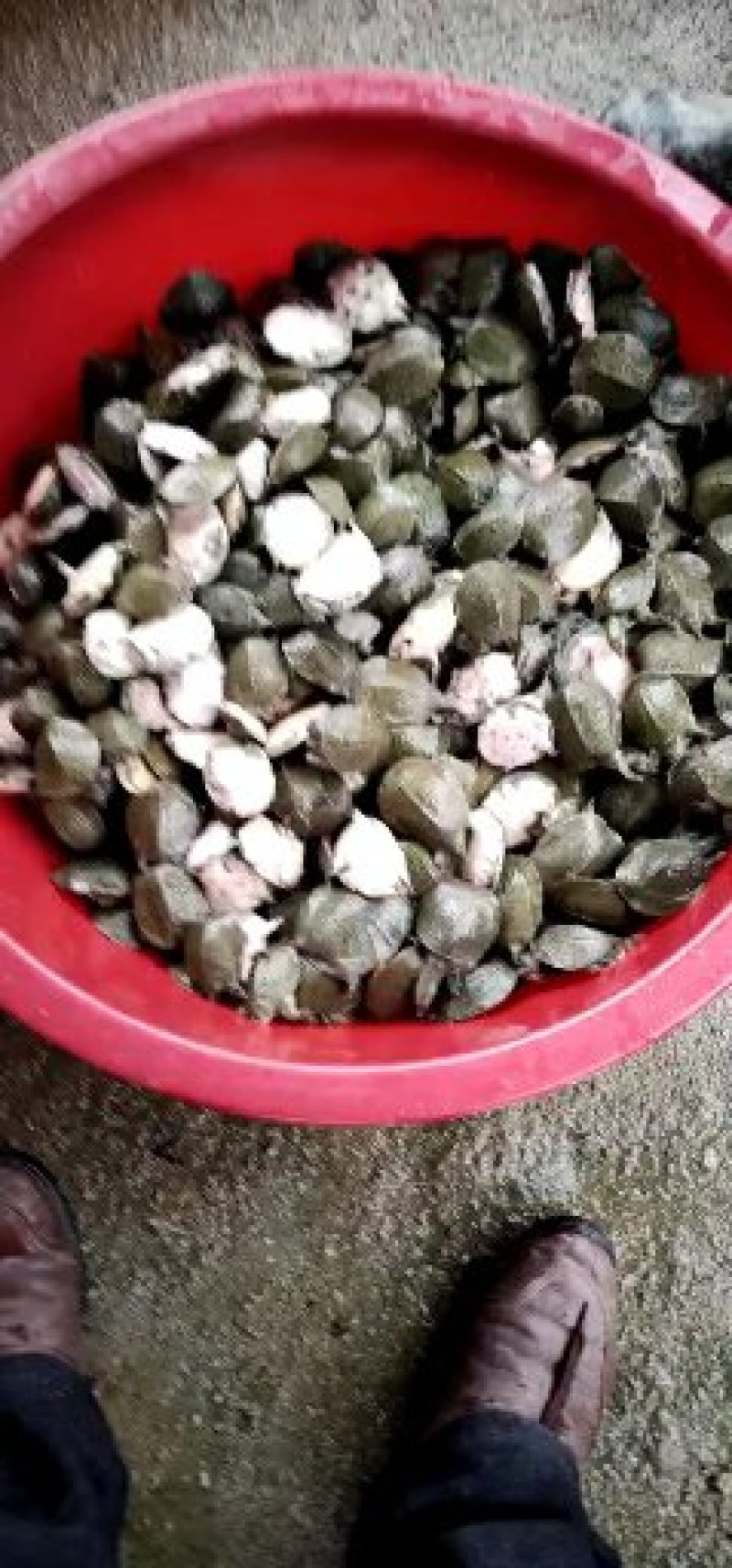 中华甲鱼苗