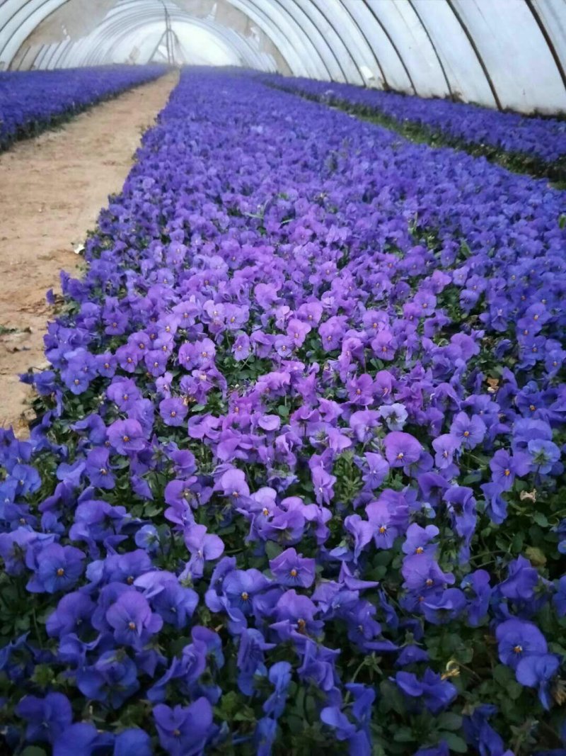 花卉盆景