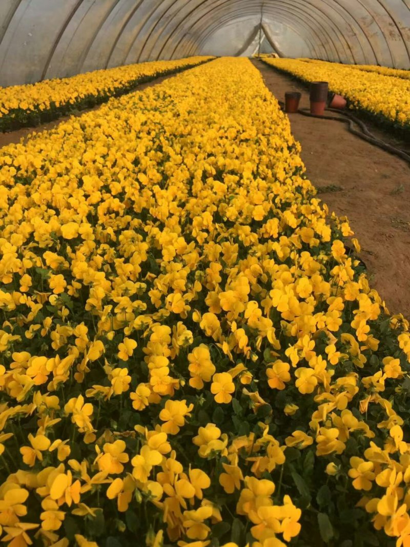 花卉盆景