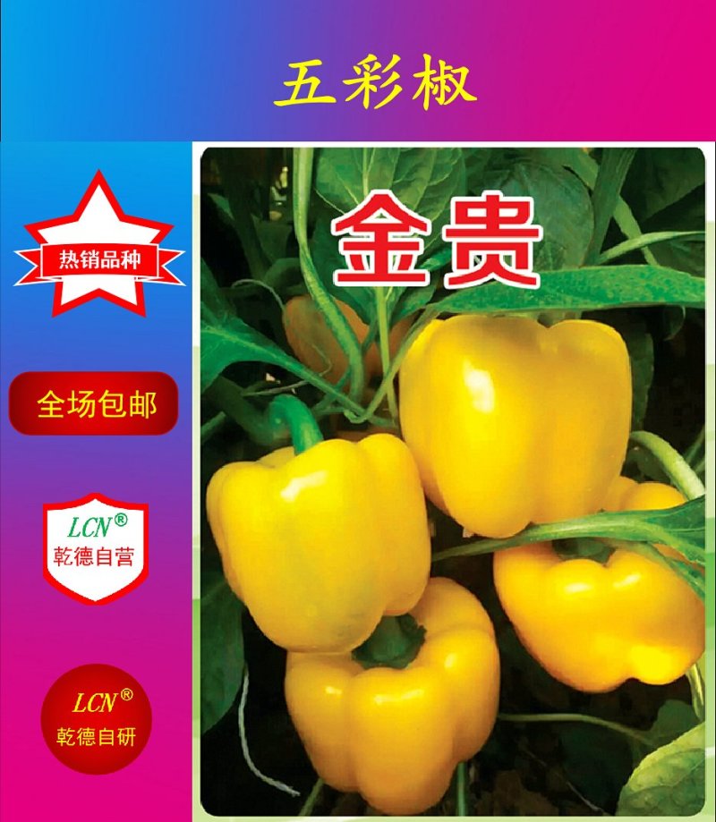 黄彩椒方椒种子乾德金贵早熟耐寒肉厚口感好
