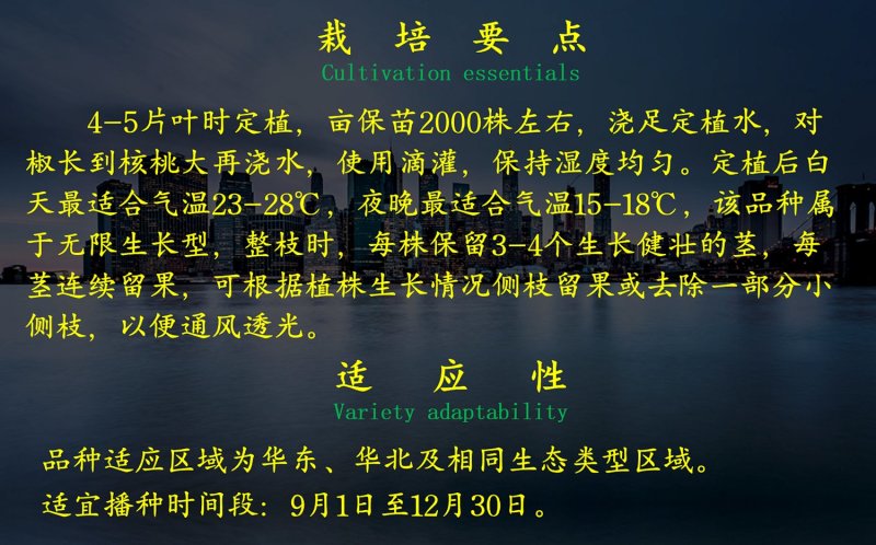 黄彩椒方椒种子乾德金贵早熟耐寒肉厚口感好