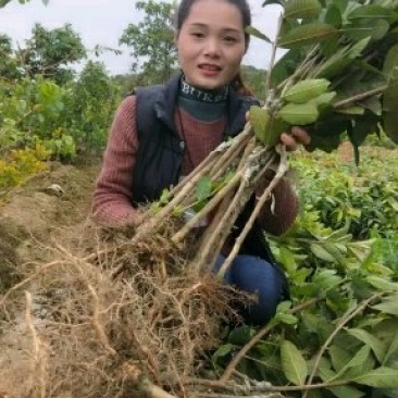 珍珠番石榴苗，西瓜红番石榴，红宝石番，四季开花结果易管理