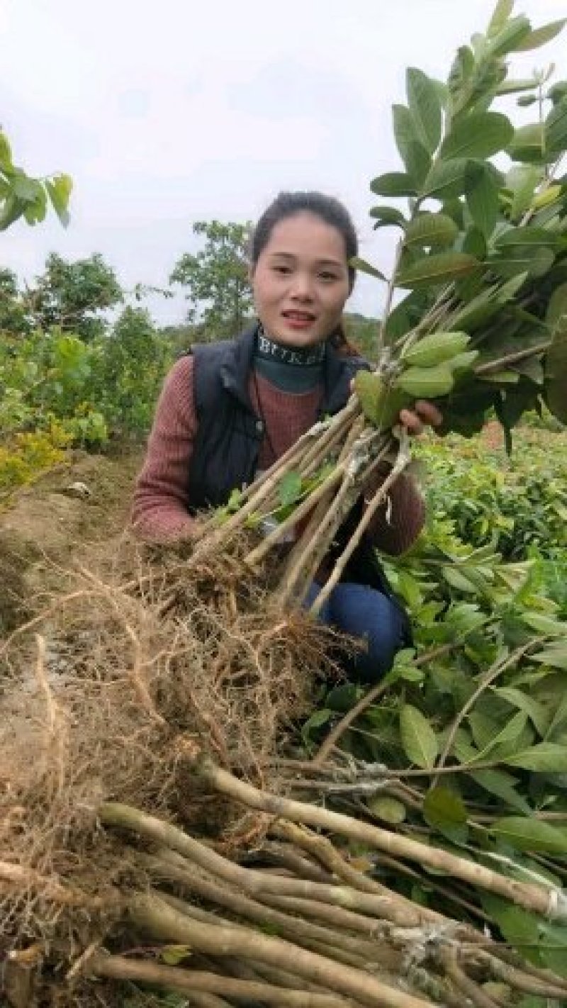 珍珠番石榴苗，西瓜红番石榴，红宝石番，四季开花结果易管理