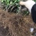沃柑苗091沃柑苗无核沃柑苗【品种保证】
