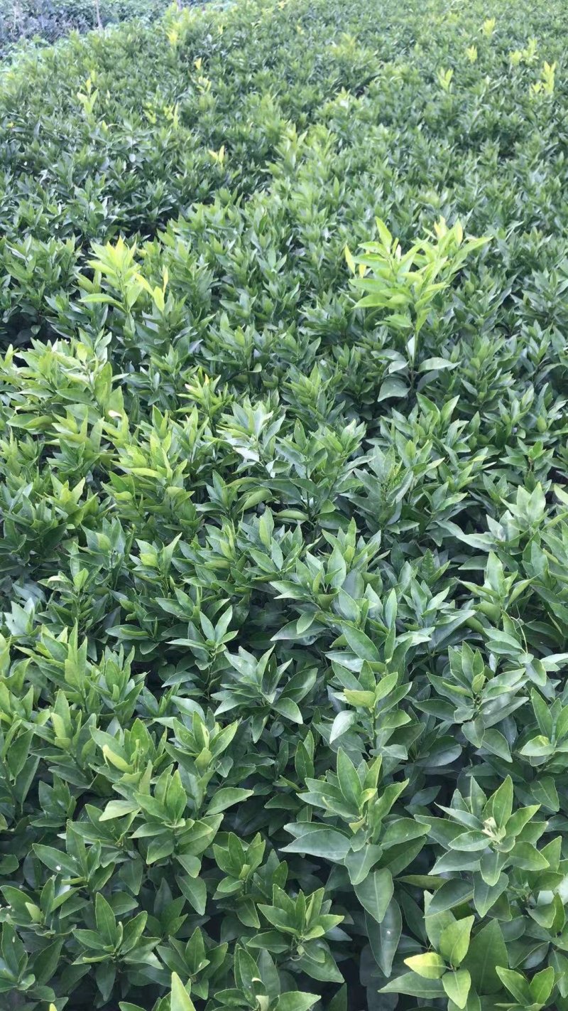 沃柑苗091沃柑苗无核沃柑苗【品种保证】