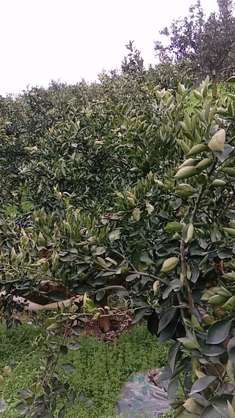 枝条，长虹，纽荷尔，血橙，伦晚，九月红等