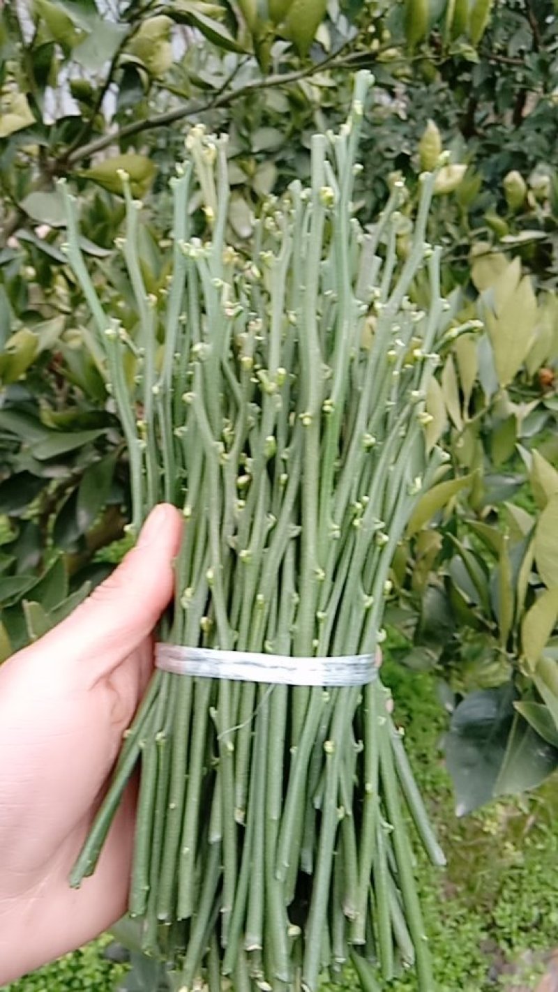 枝条，长虹，纽荷尔，血橙，伦晚，九月红等