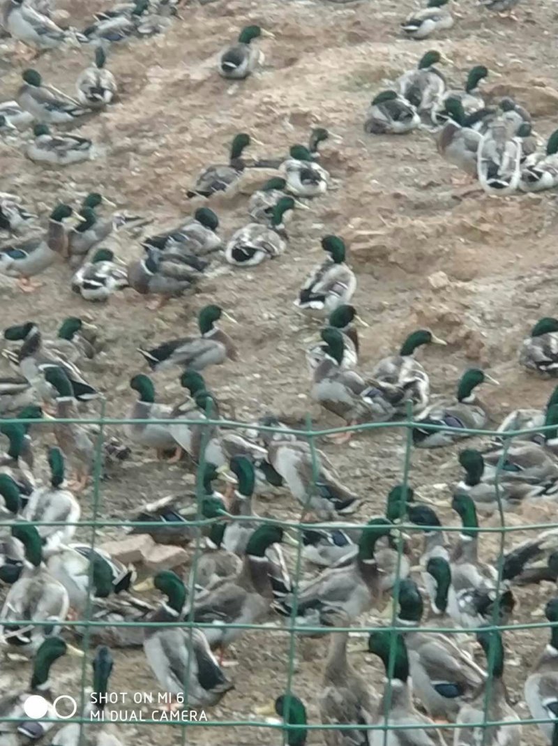 绿头野鸭飞天鸭绿头鸭