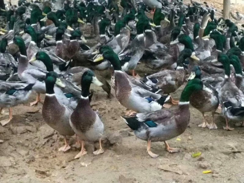绿头野鸭飞天鸭绿头鸭