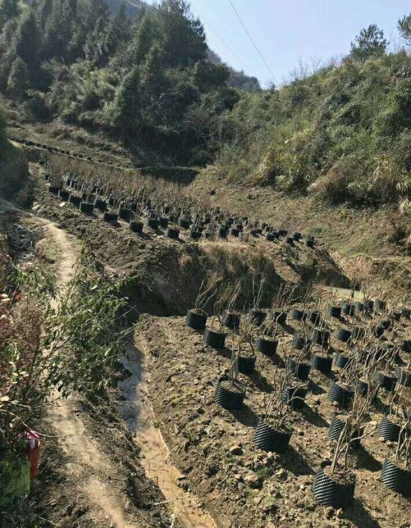 《杨氏盆景》长期出售百年老桩国旗红映山红