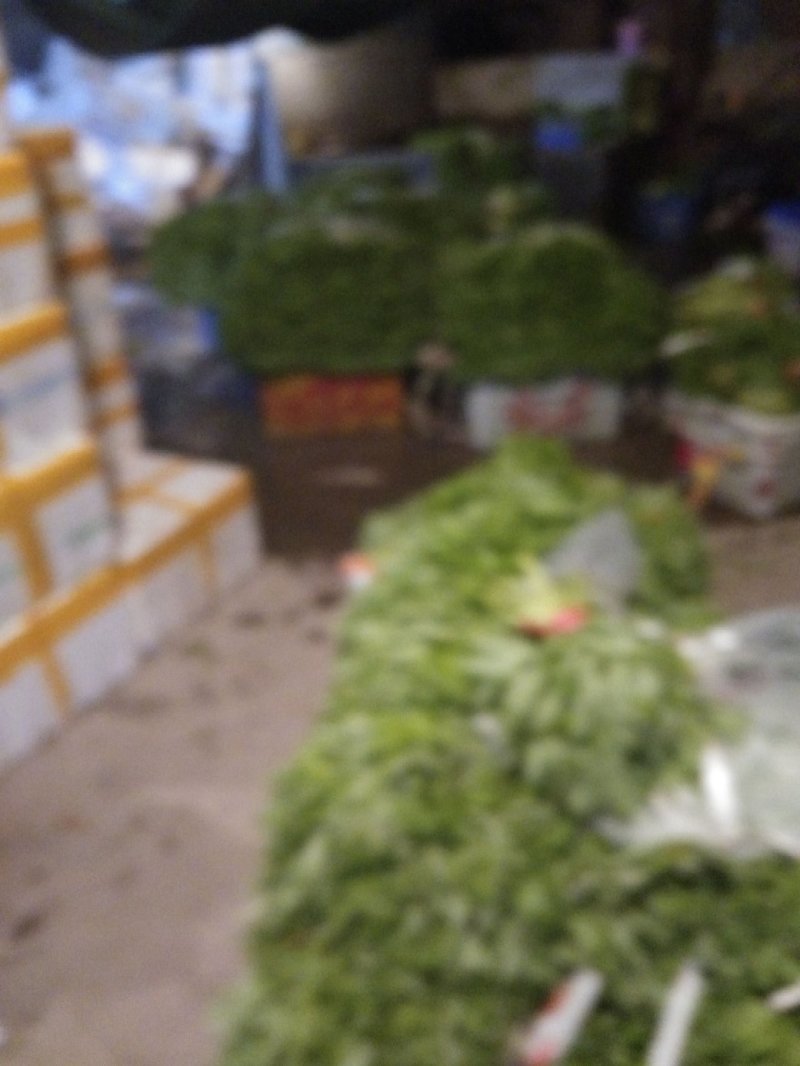 芦篙