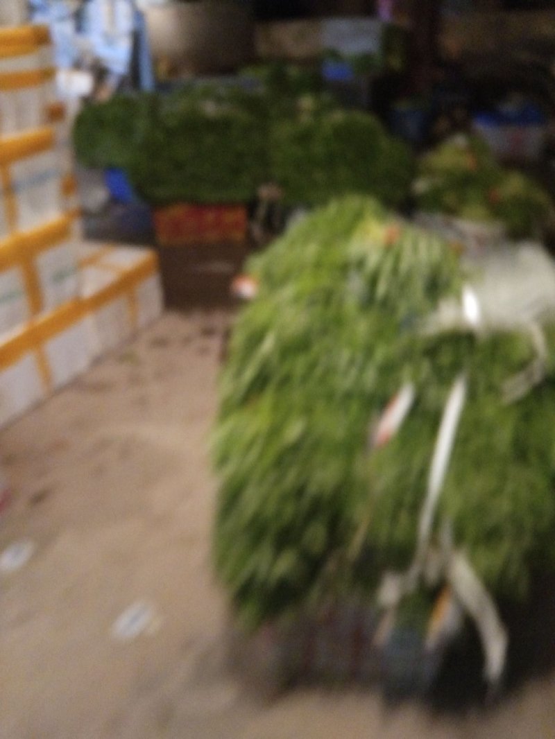 芦篙