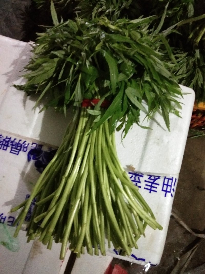 芦篙