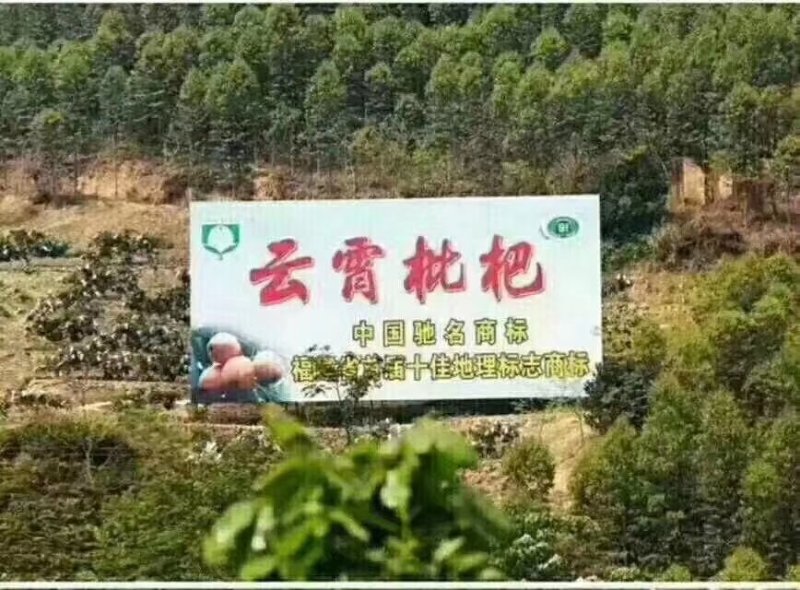 云霄枇杷之乡开春第一果云霄枇杷上市了，寻找有实力可代收购