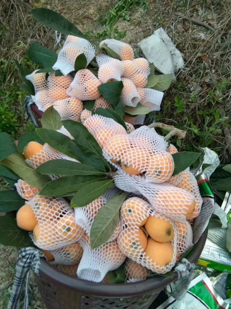 云霄枇杷之乡开春第一果云霄枇杷上市了，寻找有实力可代收购