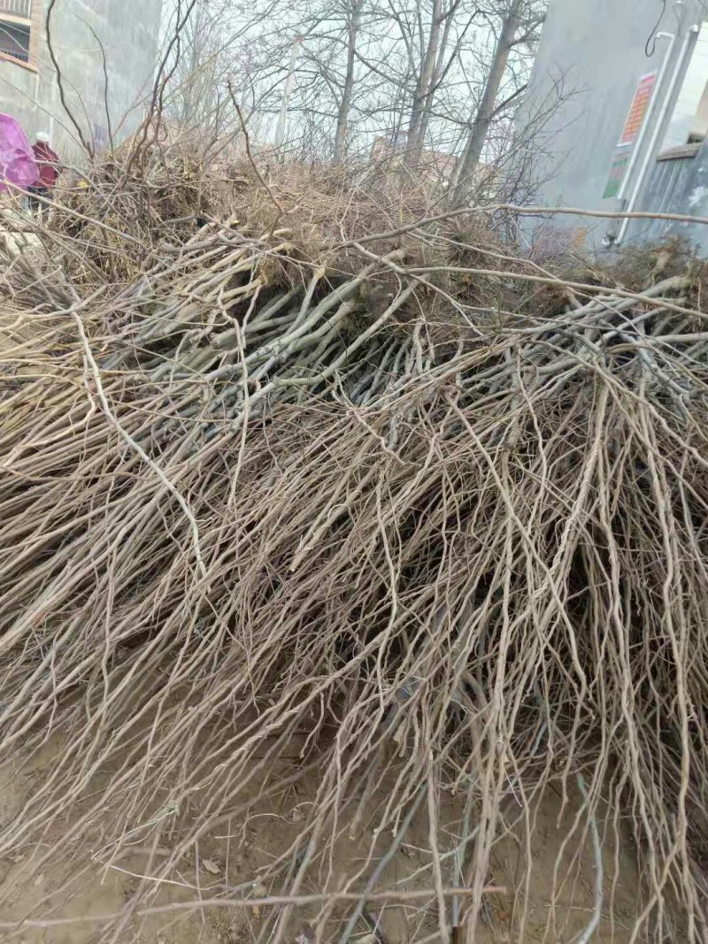 柿子苗大量供应各种柿子苗品种保证自家苗圃