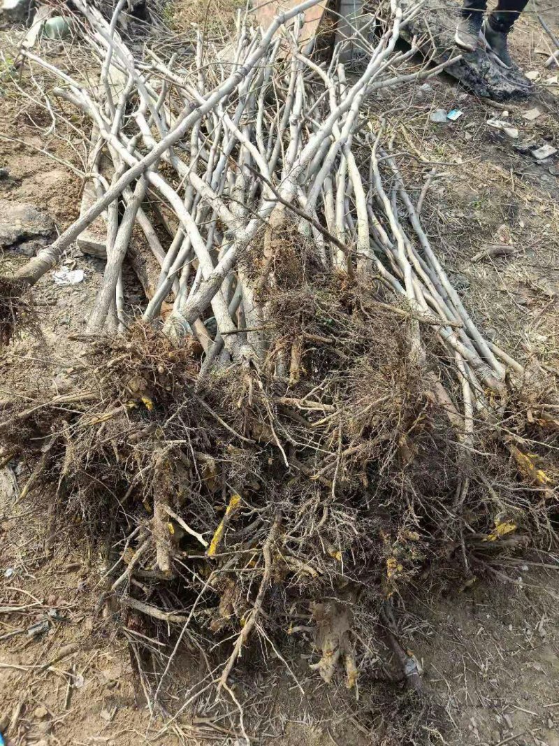 柿子苗大量供应各种柿子苗品种保证自家苗圃