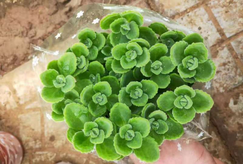 各种草木本花卉