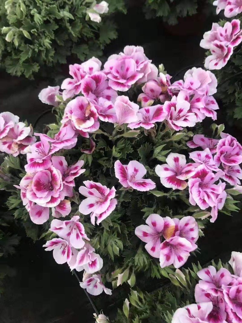 各种草木本花卉