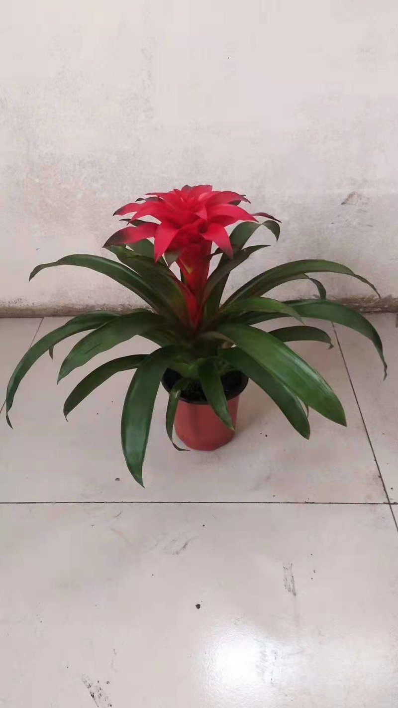 各种草木本花卉