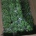 各种草木本花卉