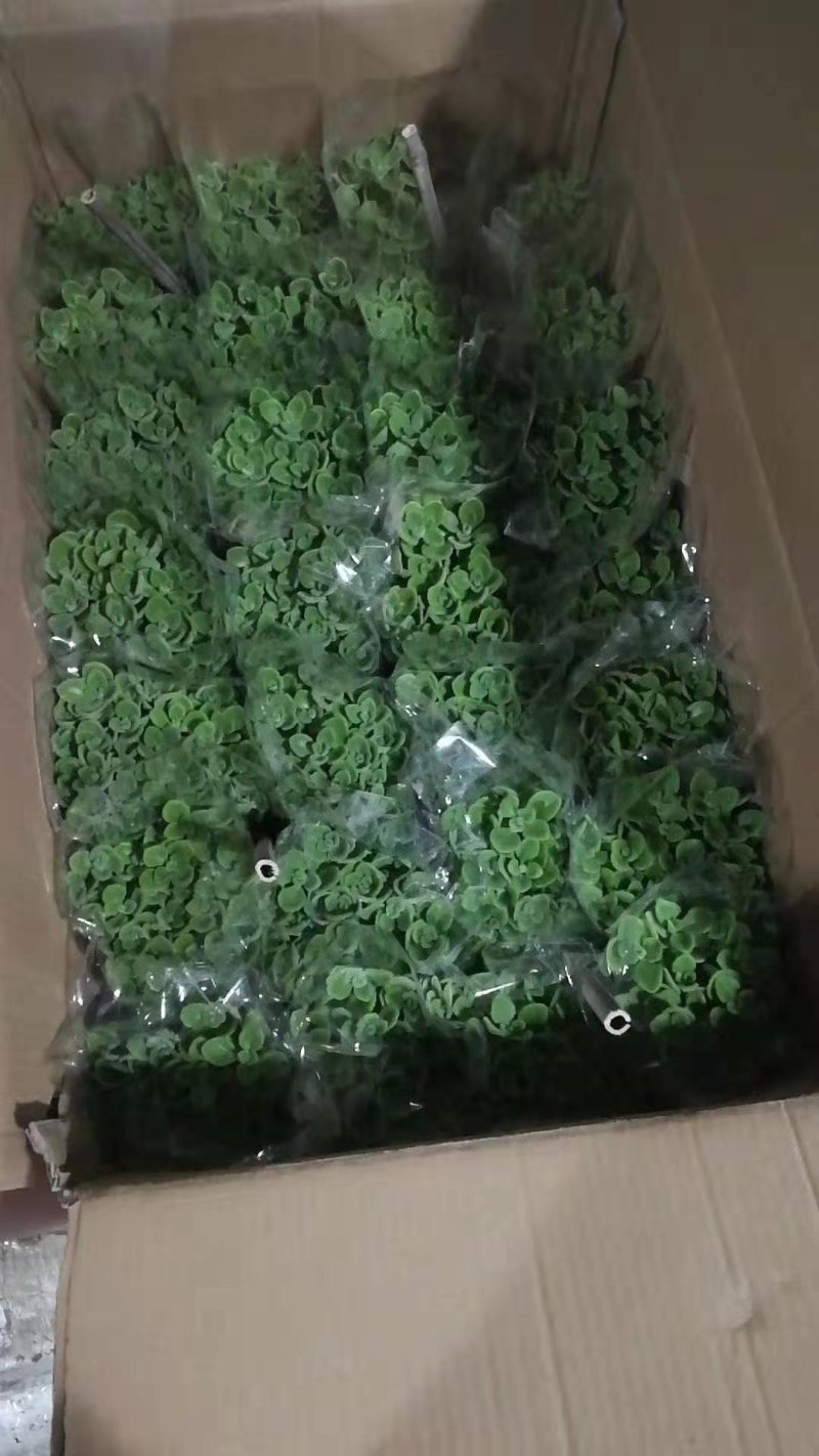 各种草木本花卉