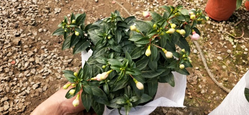 各种草木本花卉