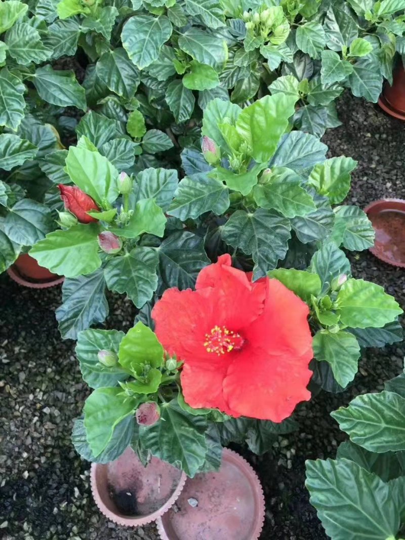 各种草木本花卉