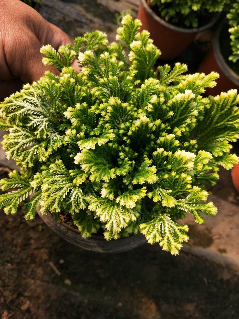 各种草木本花卉