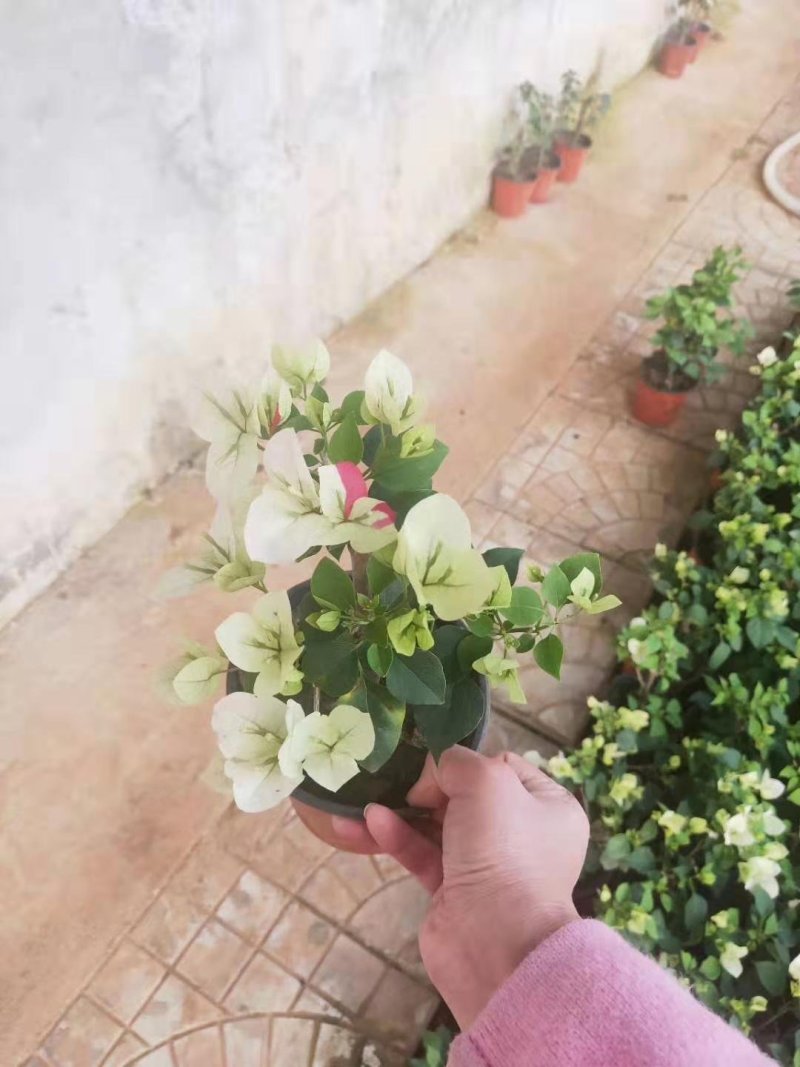 各种草木本花卉