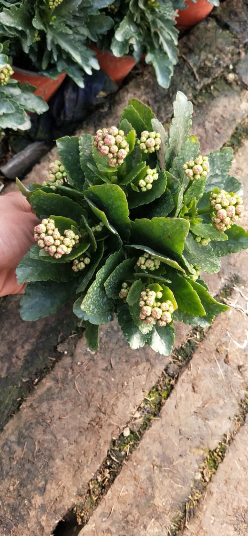 各种草木本花卉