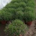 各种草木本花卉