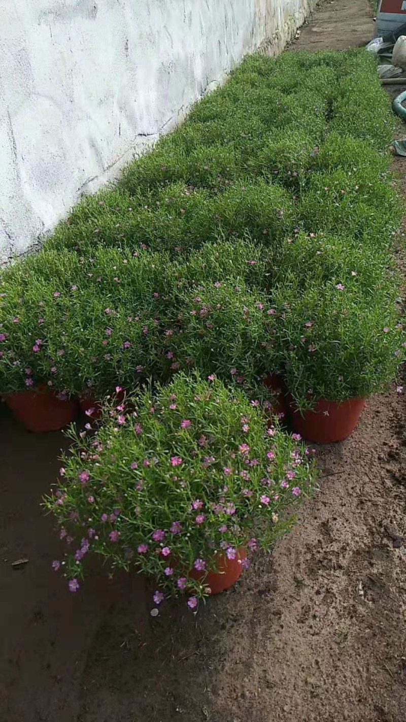 各种草木本花卉