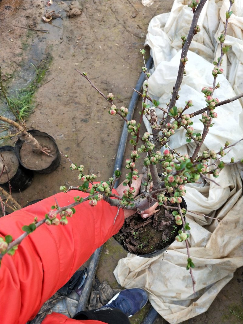 各种草木本花卉
