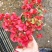 各种草木本花卉