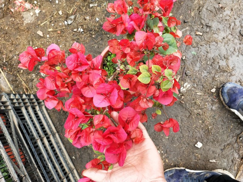 各种草木本花卉