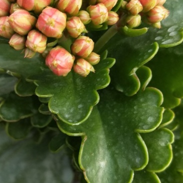 长寿花