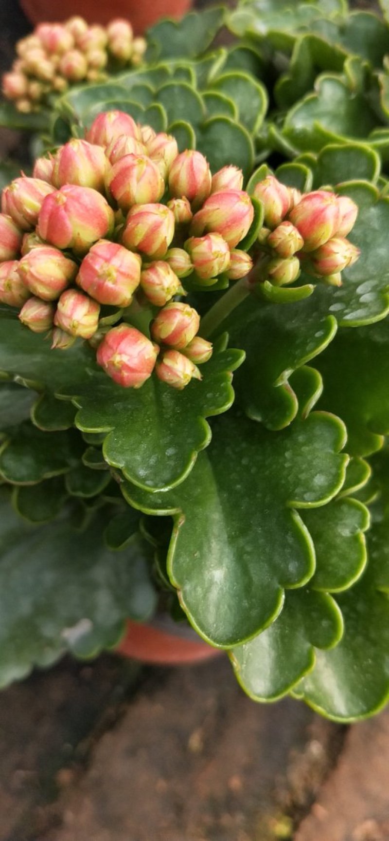 长寿花