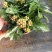 长寿花
