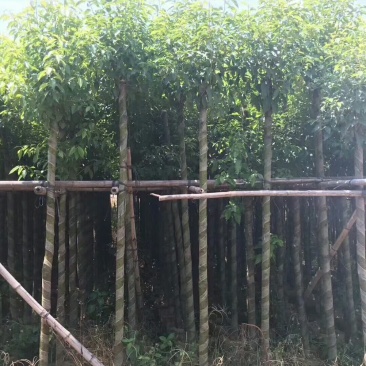 香樟