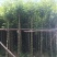香樟