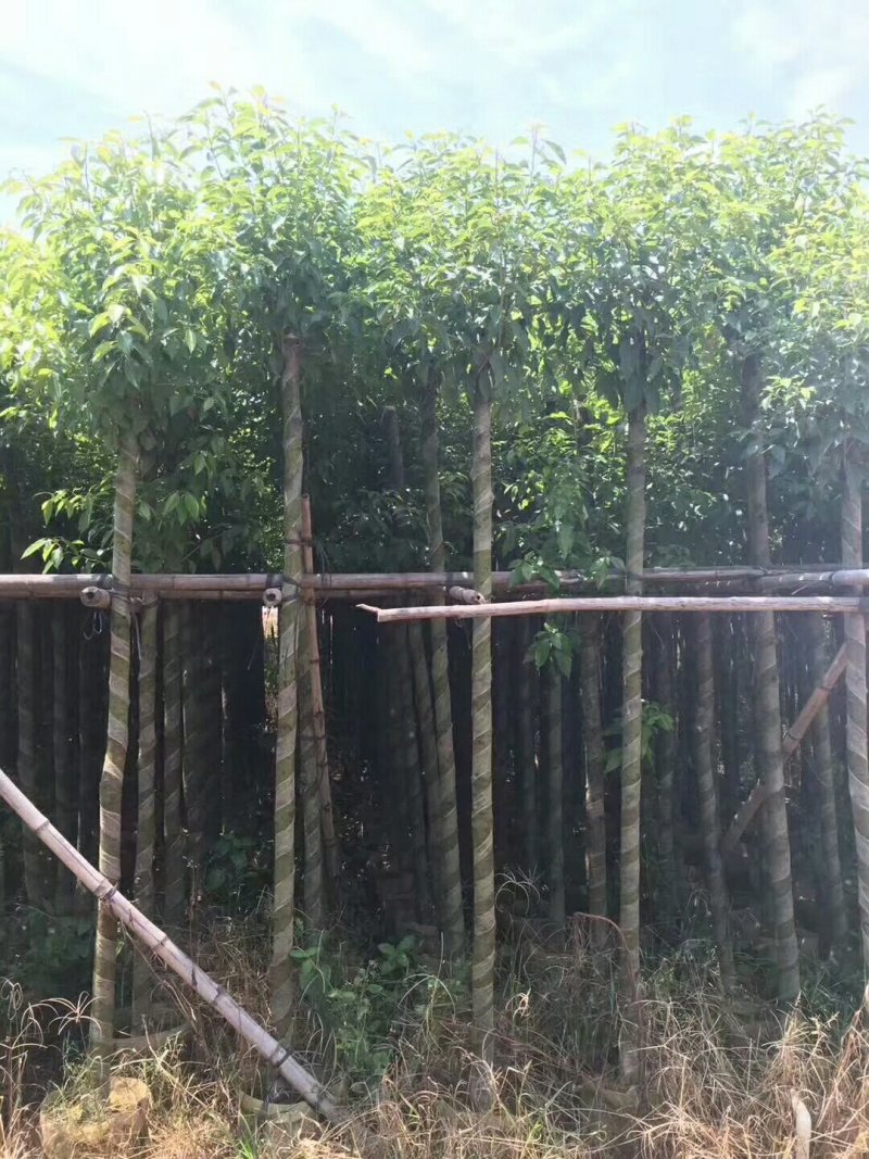 香樟