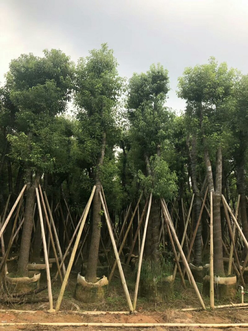 香樟