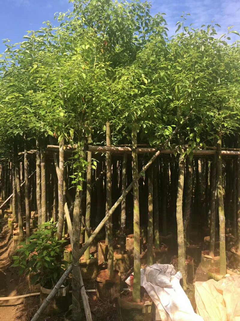 香樟
