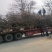 石榴树，1-20公分石榴树，石榴苗，泰山红石榴树